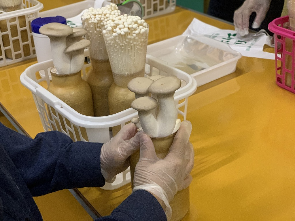 収穫の説明後、好みの瓶を選んでいざ挑戦。簡単にできると思っても、笑えるくらいに何故か取れない。次のえのきの収穫とのギャップを楽しんで下さい。