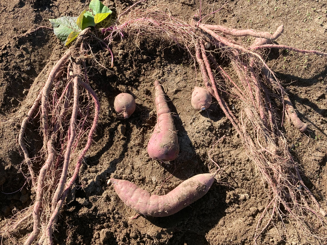 ܂͌`TCYՂǏʂėlXȂ܂𔭌Ă݂Ă