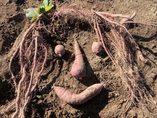 さつまいもは形もサイズも個性がたっぷり!体験を通して様々なさつまいもを発見してみてください♪