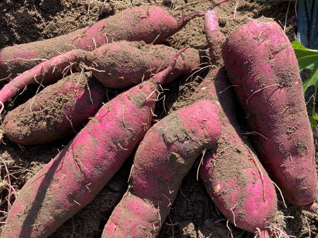 【紅はるか】を育てています!