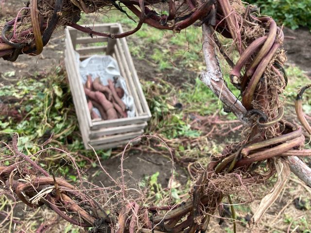 登園は広々と自然の中で体験が楽しめる空間です♪日頃の疲れを癒やしにいらしてください★