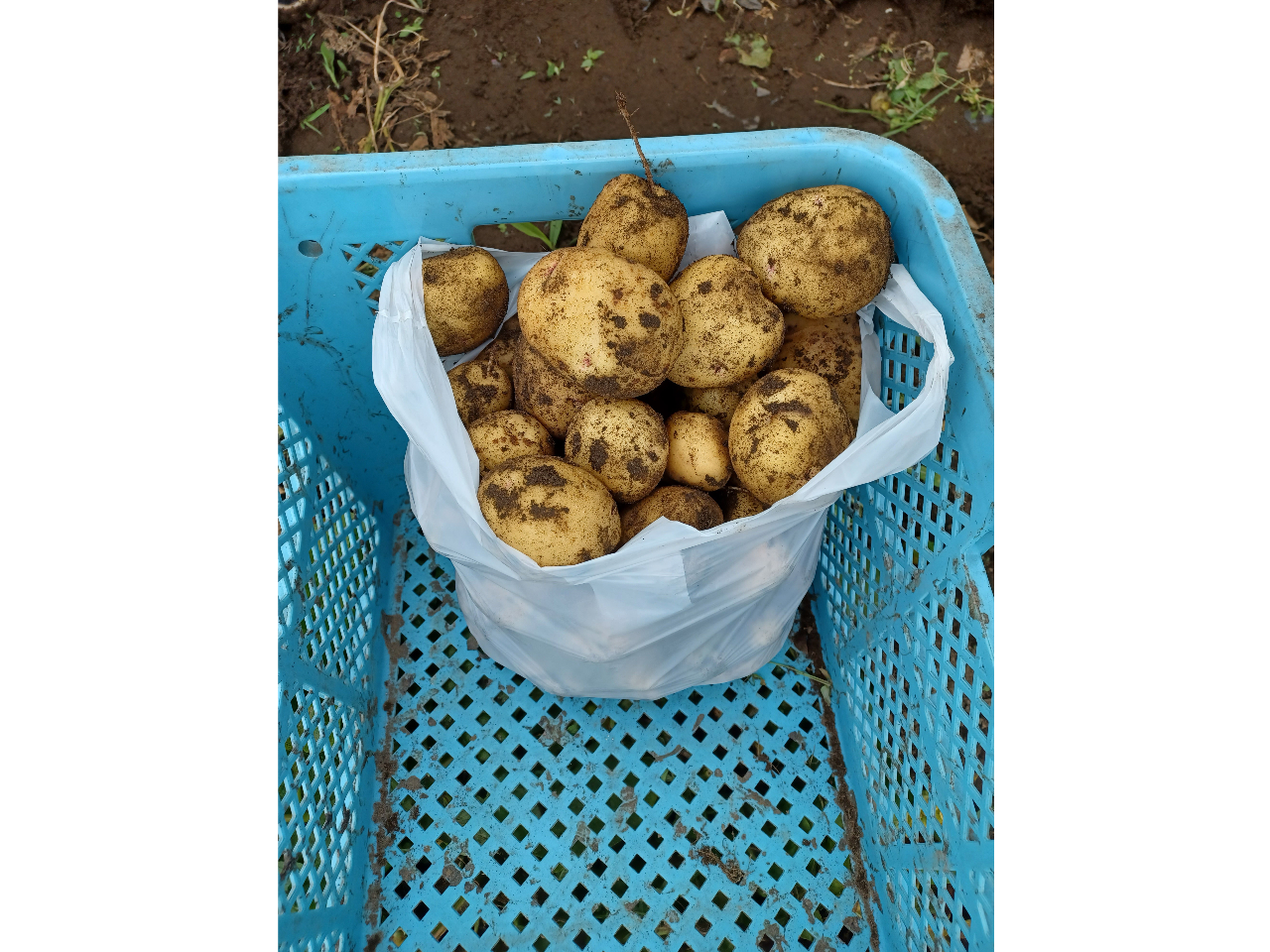 ���n�����V���Ⴊ����1�܋l�ߕ����i6kg���j�����̎�Ō@�����V���Ⴊ�͊i�ʂł���I