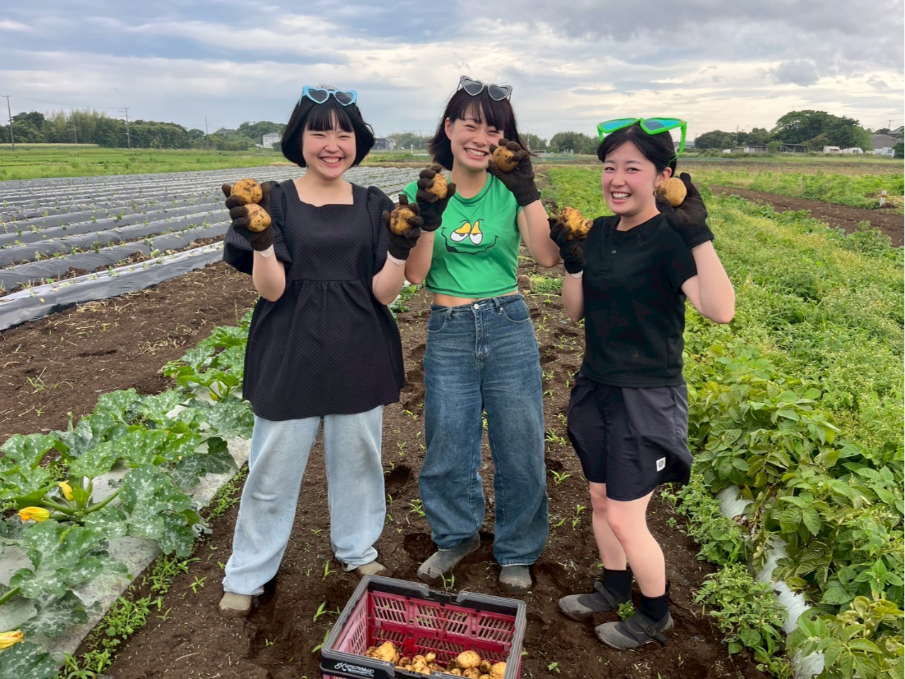 【千葉】\じゃがいも収穫体験/旬の新じゃが♪キタアカリの詰め放題!1組6キロ強お...