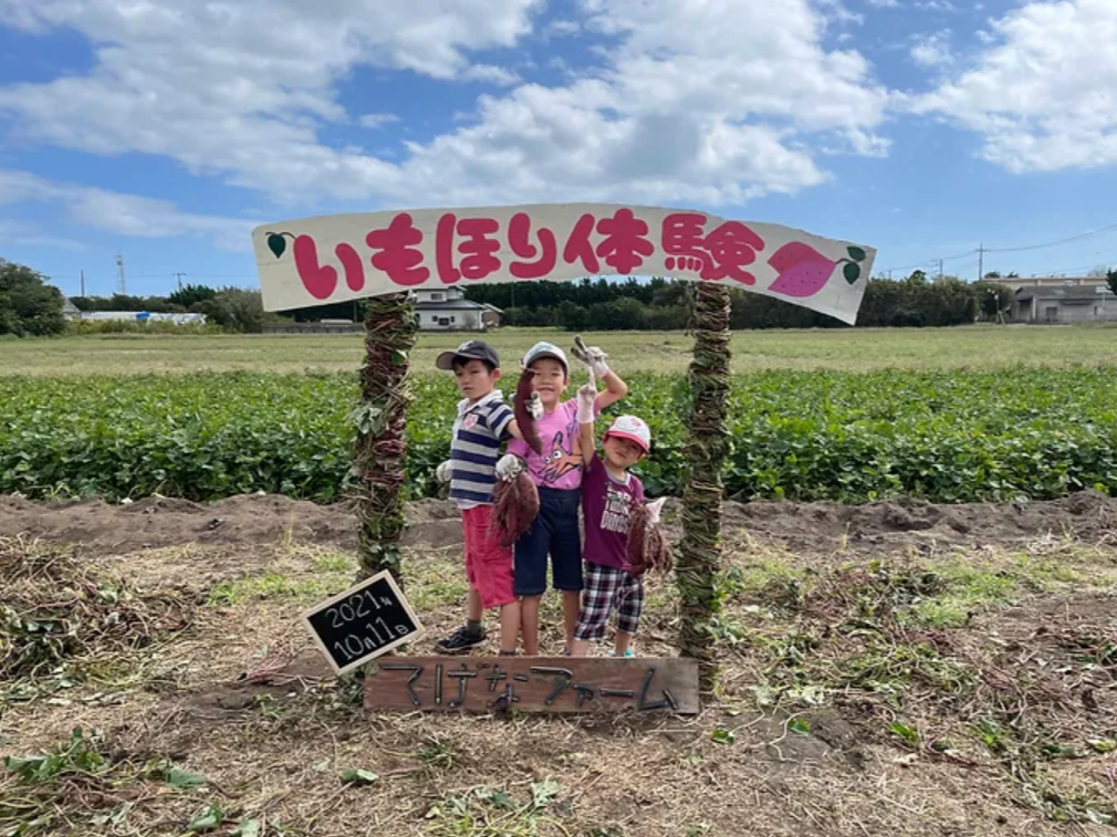 【千葉】\さつまいも堀り/冬の極上スイーツ紅はるかの収穫体験!アイスのお土産サー...