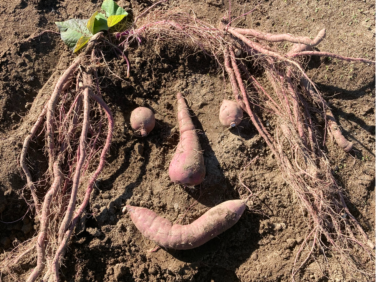 ܂̓TCY`ςIlXȂ܂nȂ炨y݂I