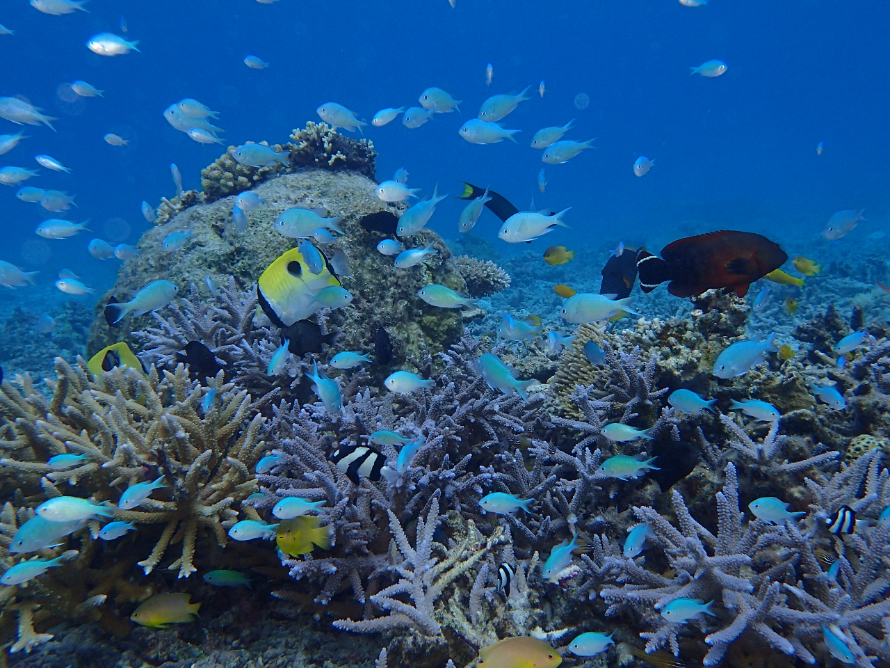 珊瑚と魚たち