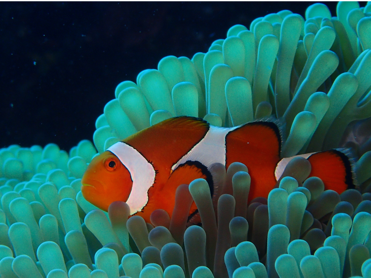 カクレクマノミ