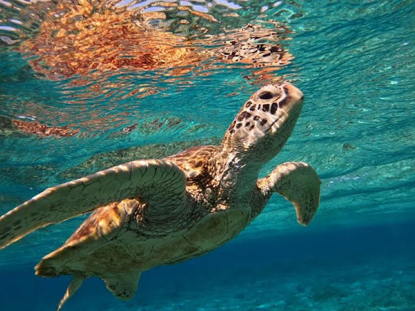 ウミガメの呼吸