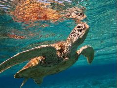 ウミガメの呼吸