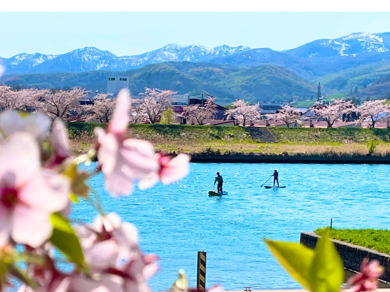 【JR余市駅徒歩8分】春限定・余市川お花見SUP|桜を水上から楽しむ絶景体験・ド...