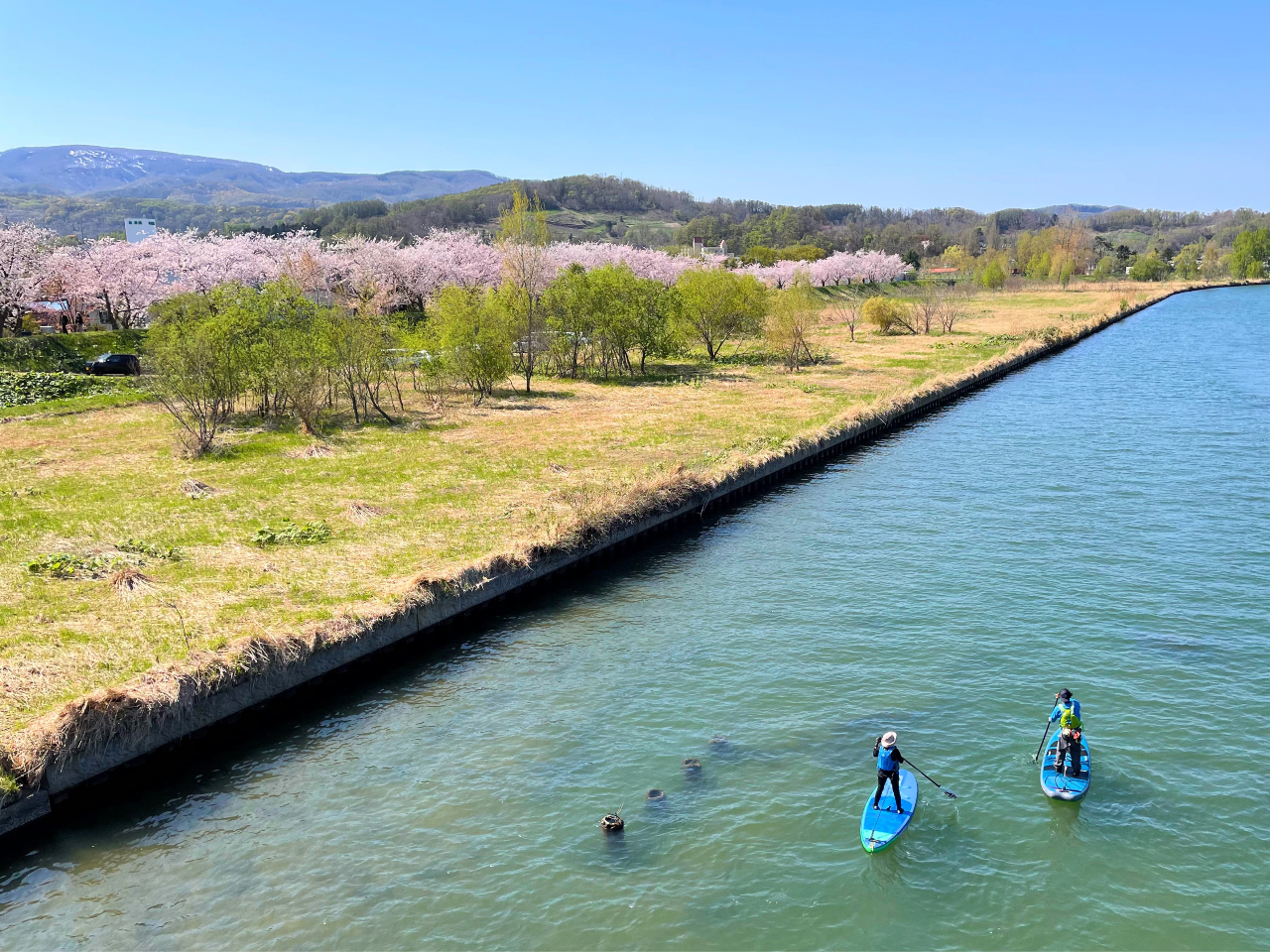 余市川の桜づつみでお花見SUP