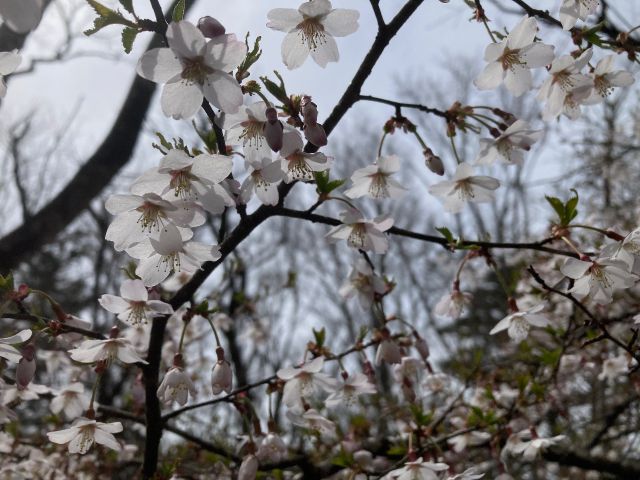 季節によって草花が違うので楽しいですね