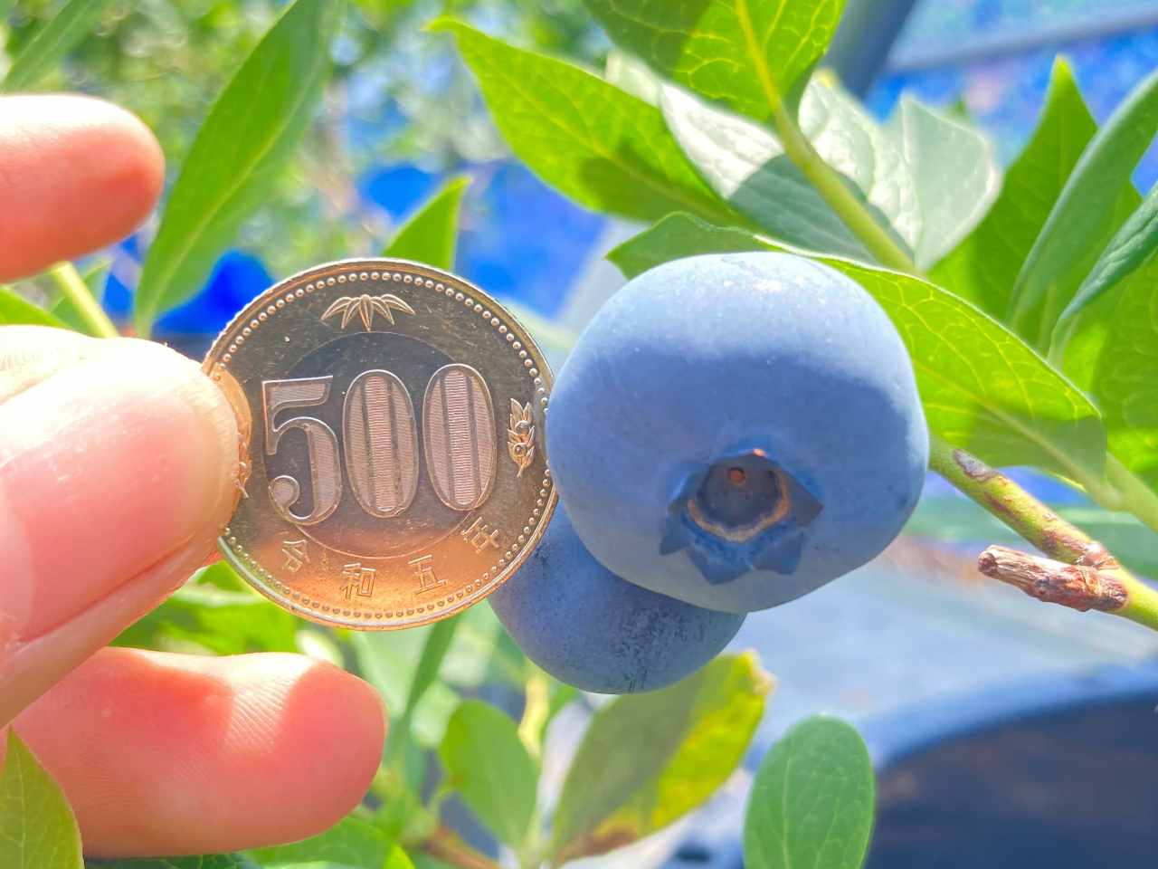 2026年開催【福津×ブルーベリー狩り】≪60分間の食べ放題プラン♪≫22