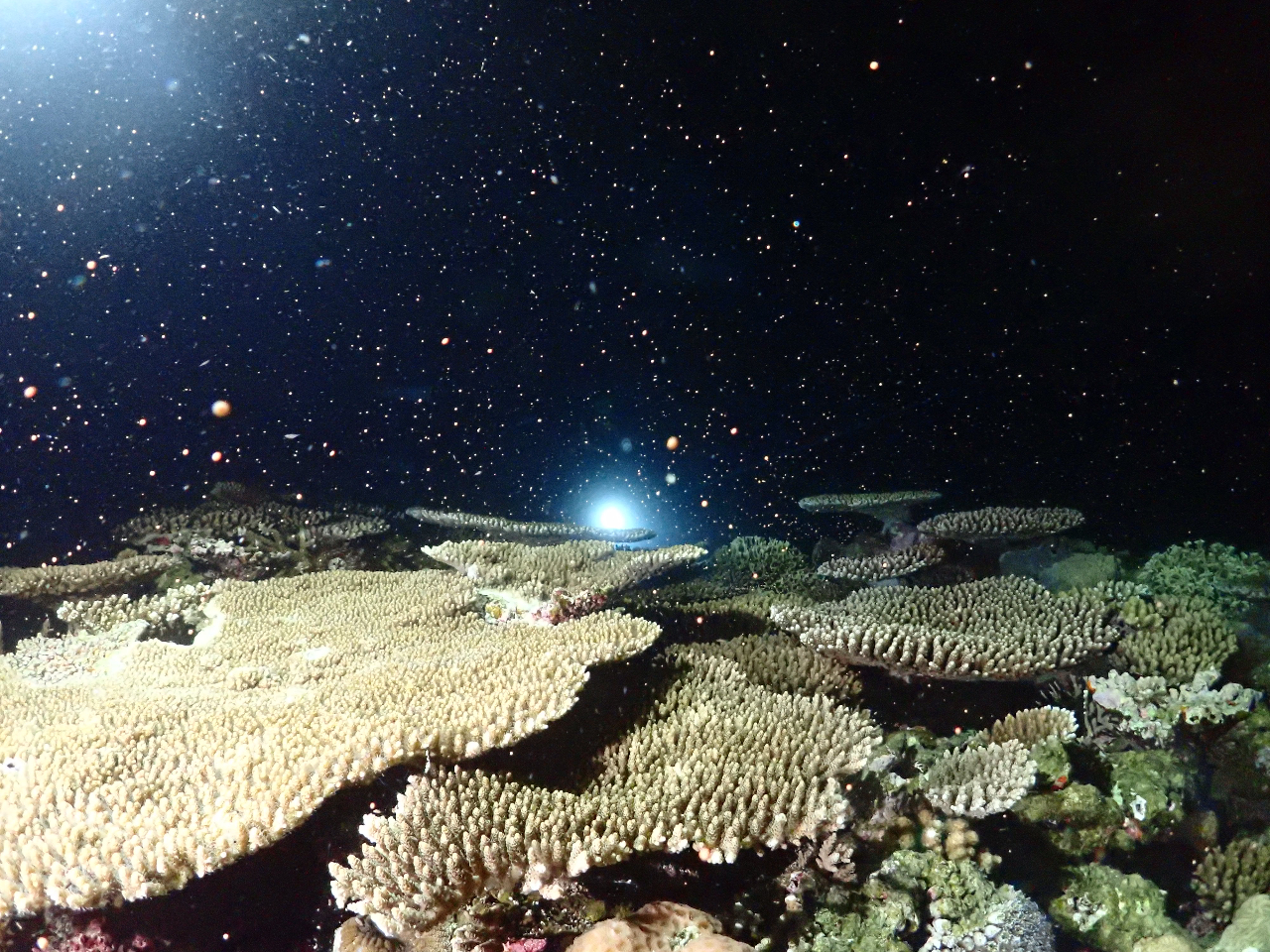 �T���S�̈�ĎY��