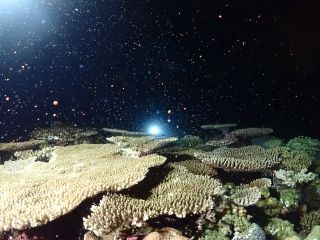 サンゴの一斉産卵