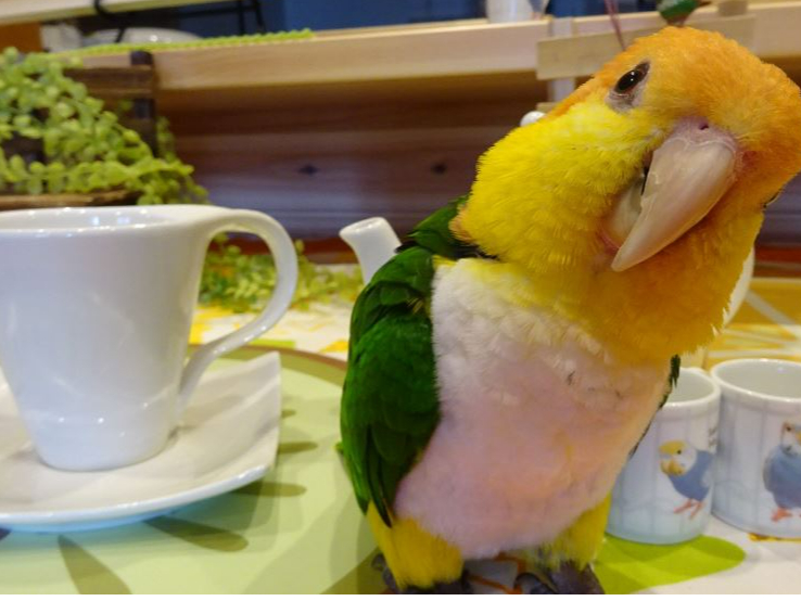 【新潟市西区】*30分のふれあい体験*<とても人懐っこいインコさんと一緒に楽しく...