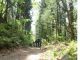 幅の広い緩やかな山道を走ります。