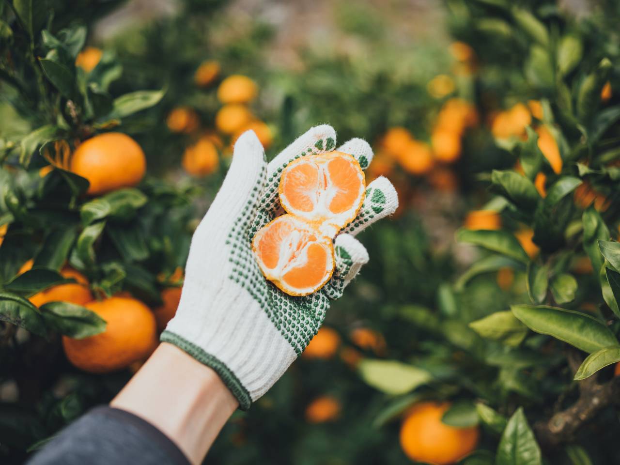 美味しいみかんをお持ち帰りできます!