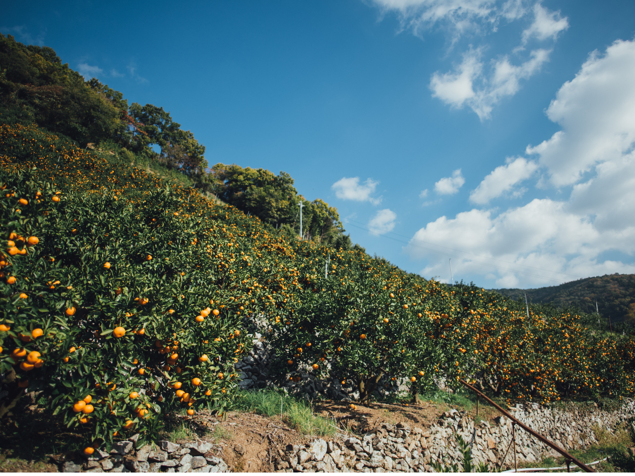 日本農業遺産の段々畑