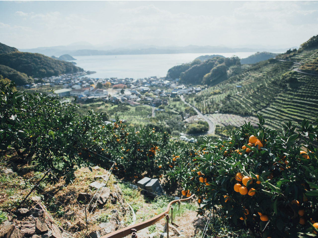山と海に囲まれた絶景スポットで収穫体験ができます。