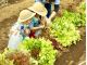 お子様も興味津々!見て触って、食べて味わう体験です。