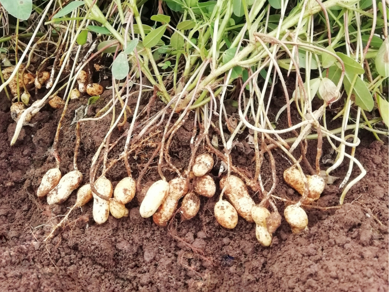 新鮮な落花生はとっても香り豊か。お一人様あたり2株ほど収穫して頂けます。