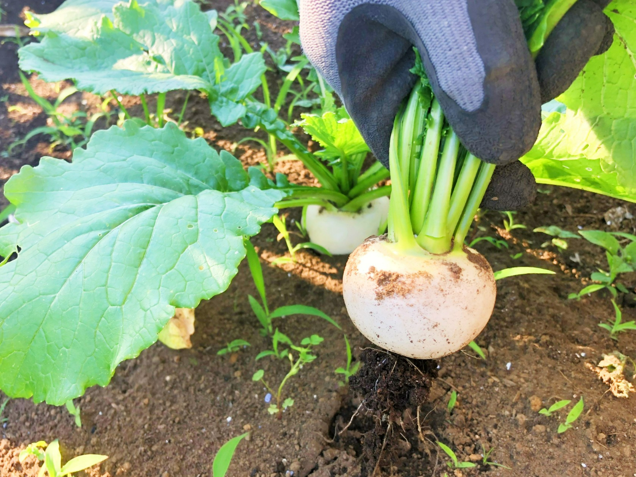 旬の野菜は、カブ・コマツナ・ほうれん草・リーフレタス・ルッコラなどから2種類。