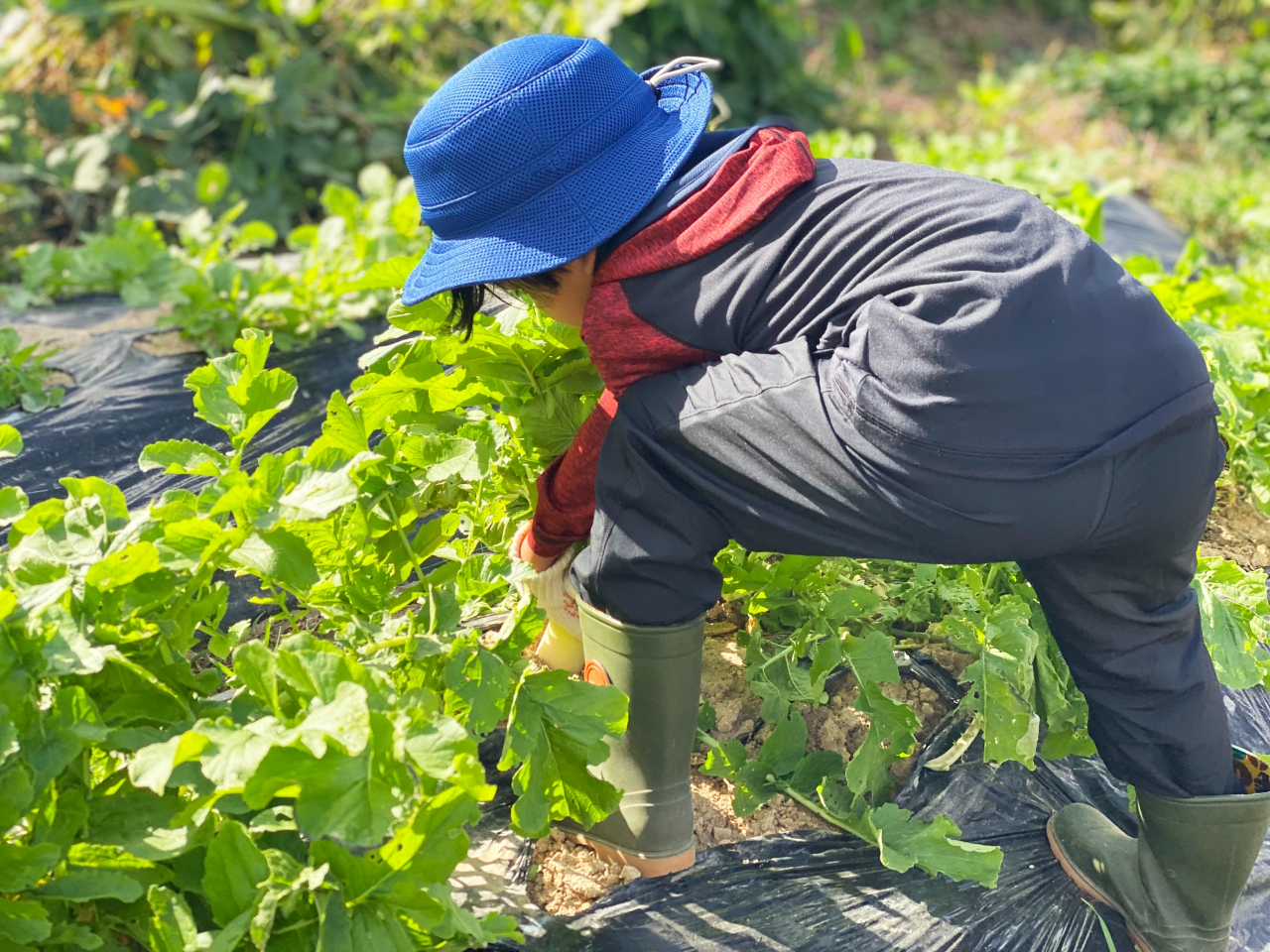 野菜のなり方、育ち方、美味しい野菜の見分け方などを学べます。手軽に土・農に触れる体験をしてみませんか?