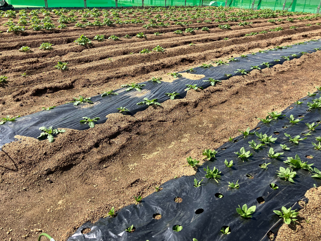 �_�˃|�[�g�A�C�����h��������_���̎ʐ^3