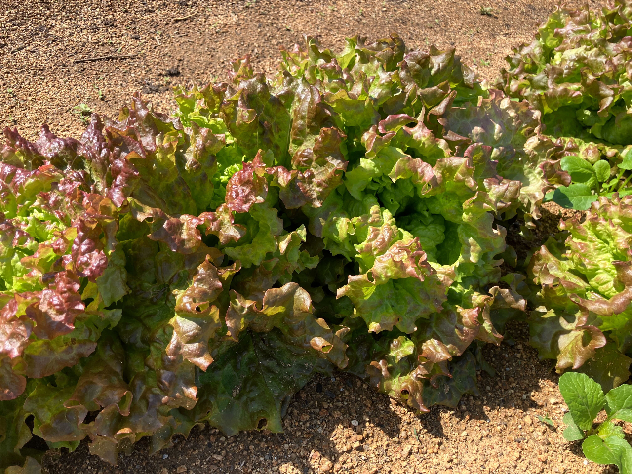 �_�˃|�[�g�A�C�����h��������_���̎ʐ^4