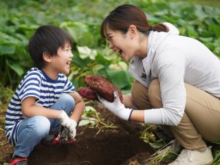 旬のさつまいもをスタッフによる豆知識付きで収穫できます。