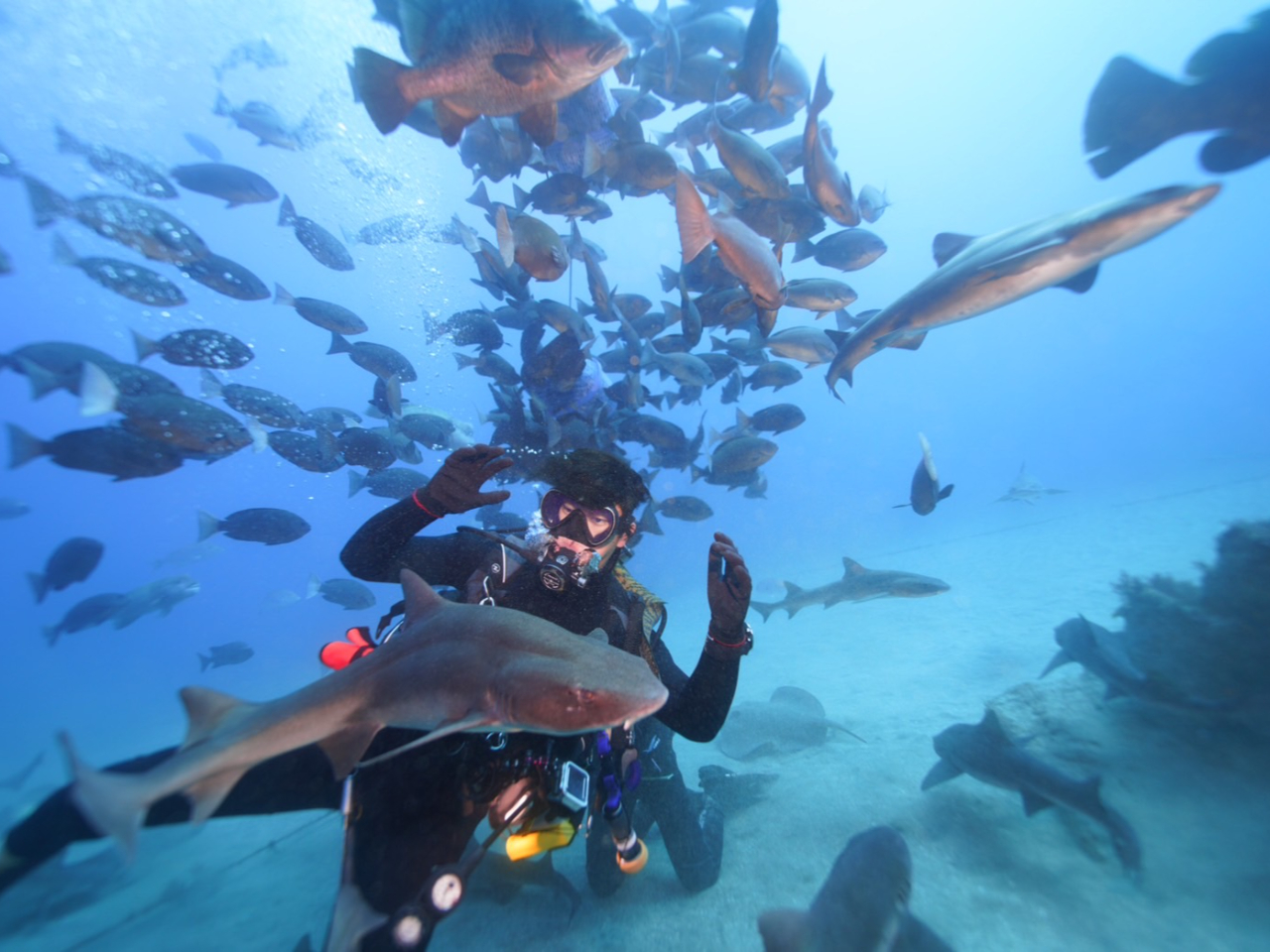 h́IV[NXNuII̔͂͂ȂȂ킦ȂIII