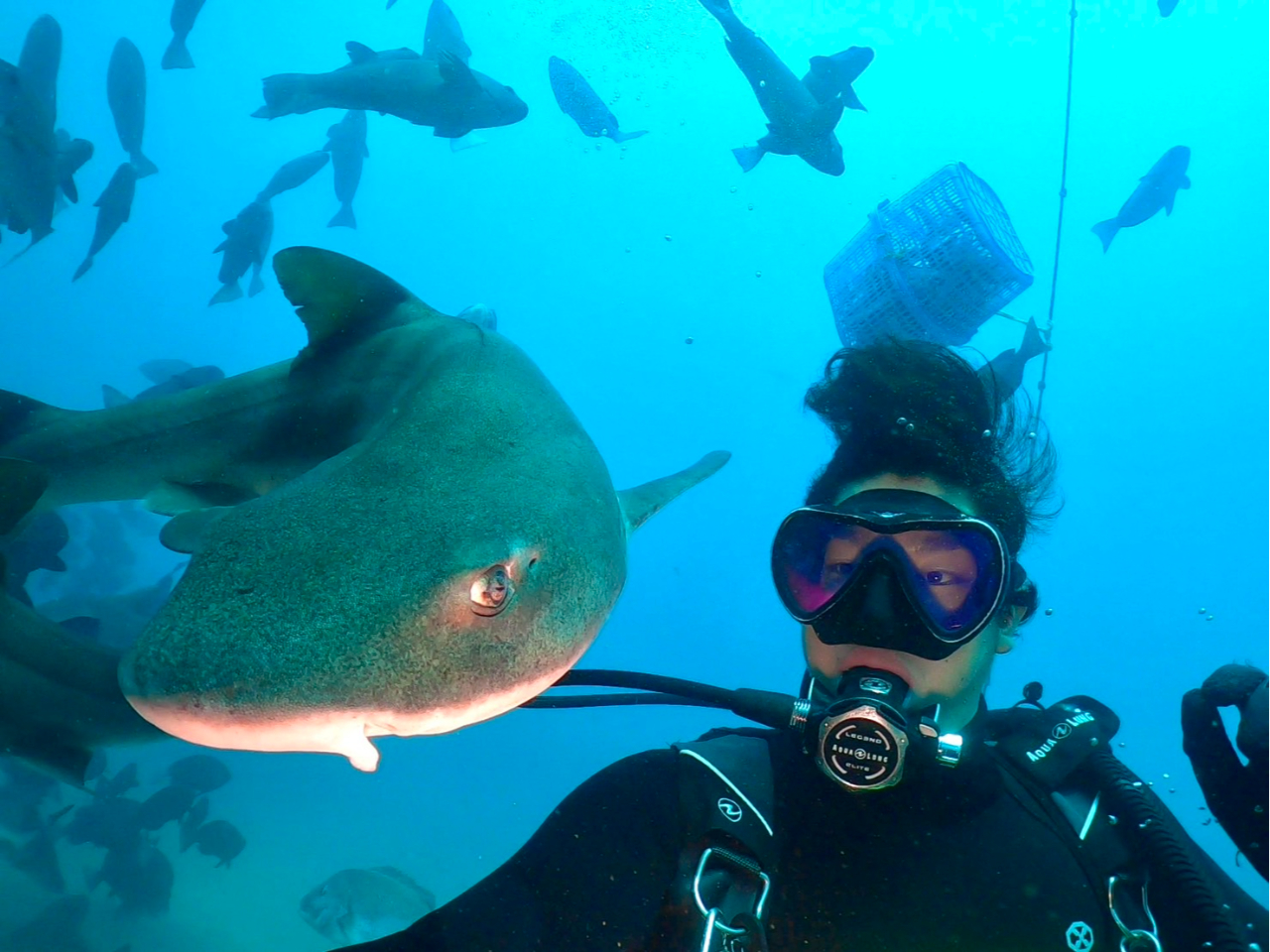 ガイド担当土屋です。サメに愛されてると思い込んで約5年!いろいろなサメを見てきた中でここのドチザメが一番優しいと実感しています(笑)