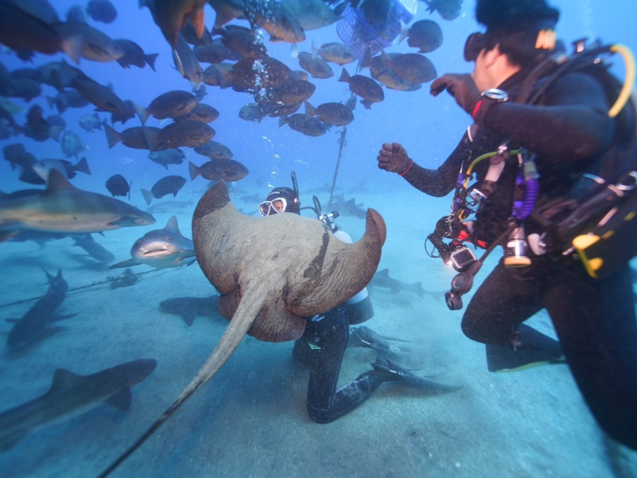 サメや魚と一緒に写真撮影!写真プレゼントしております。