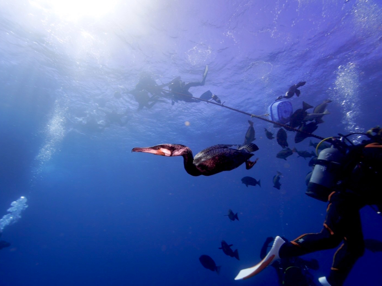 時期によってはウミウの観察も出来るかも!!!