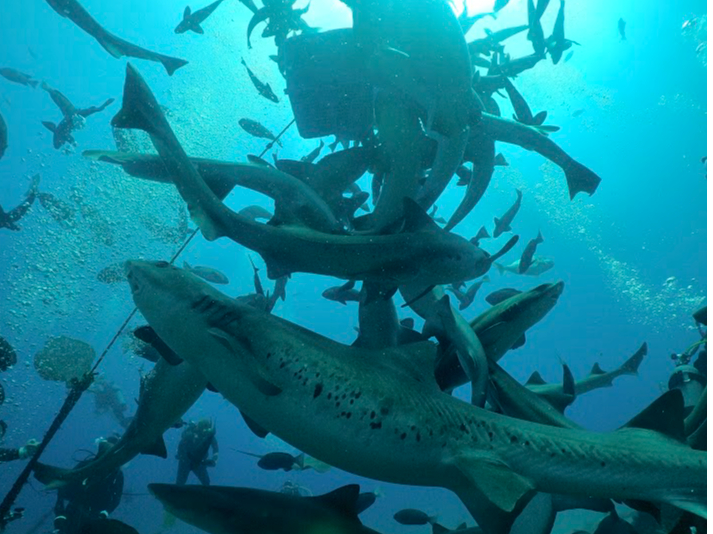 Gg[シɊCꂪƂI[20mI