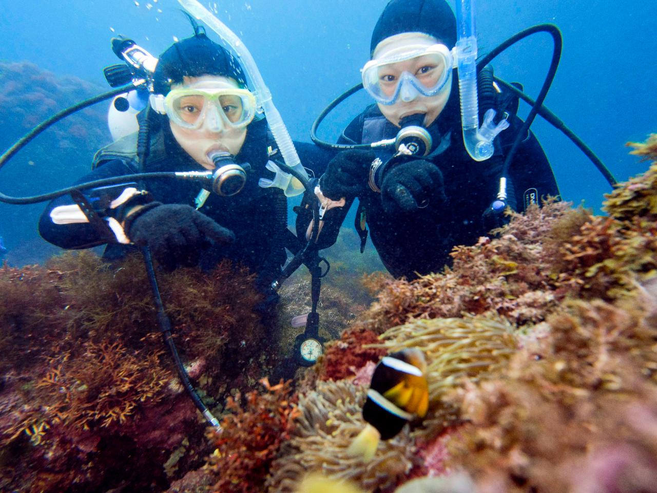 クマノミにも会える伊豆高原の海です!