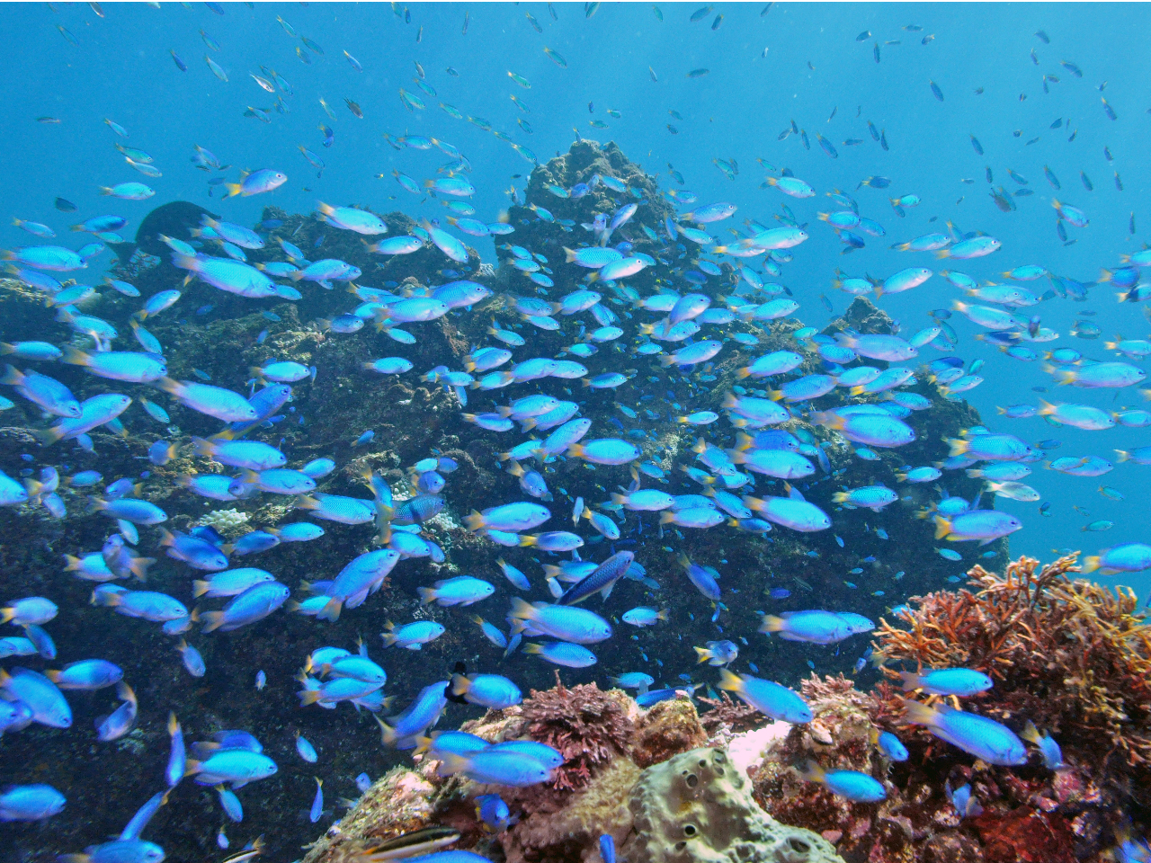 ܂ŕ΂jŋ悤ȋPI\XY_ČQłI