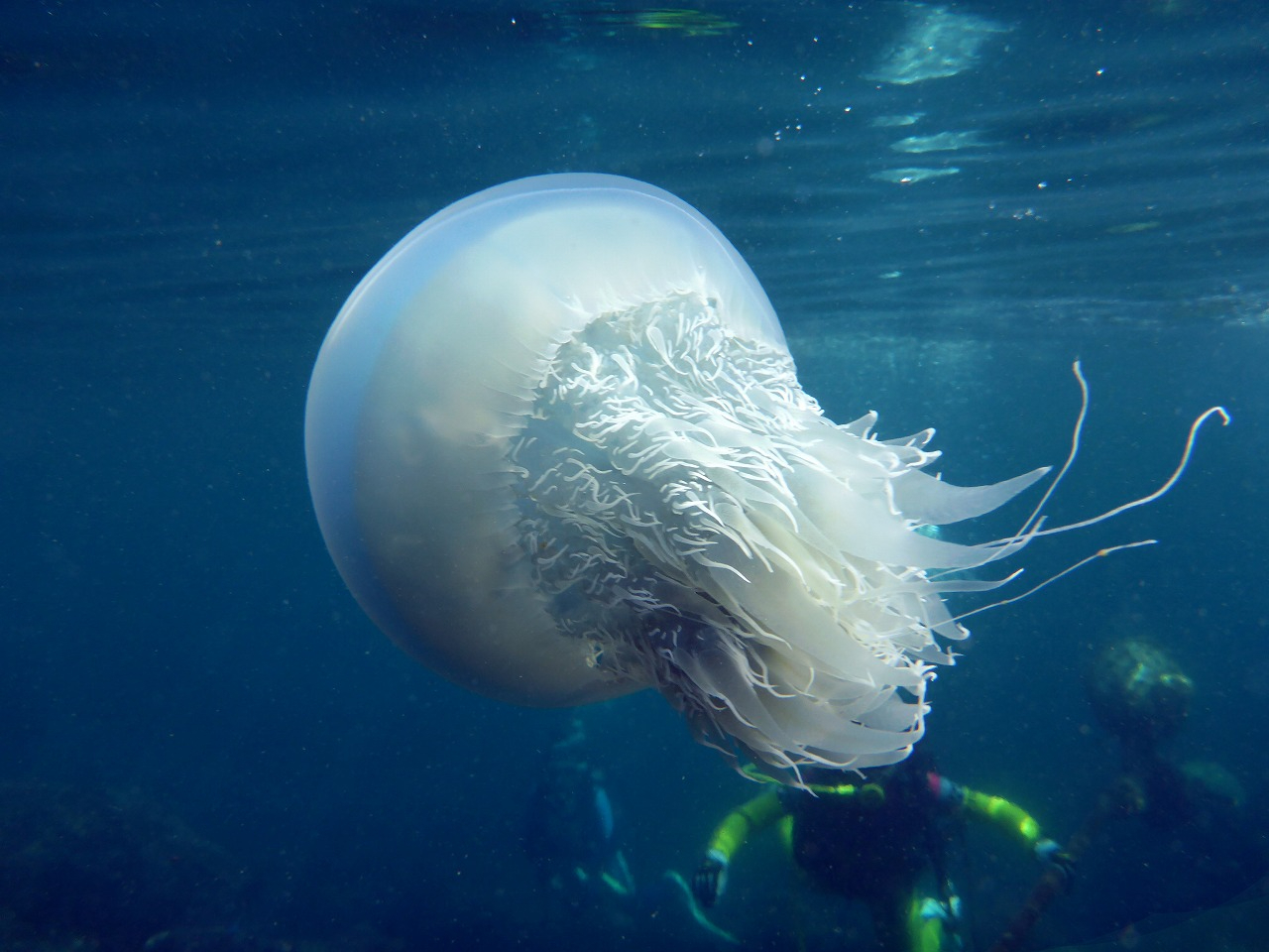 生物観察のリクエストも承っております!