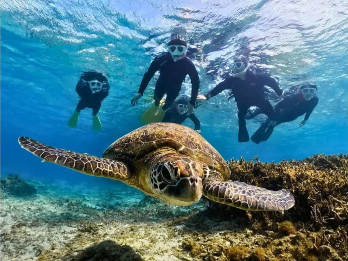 当日予約大歓迎！【奄美大島】ウミガメシュノーケリング体験ツアー！水中動画無料プレ...
