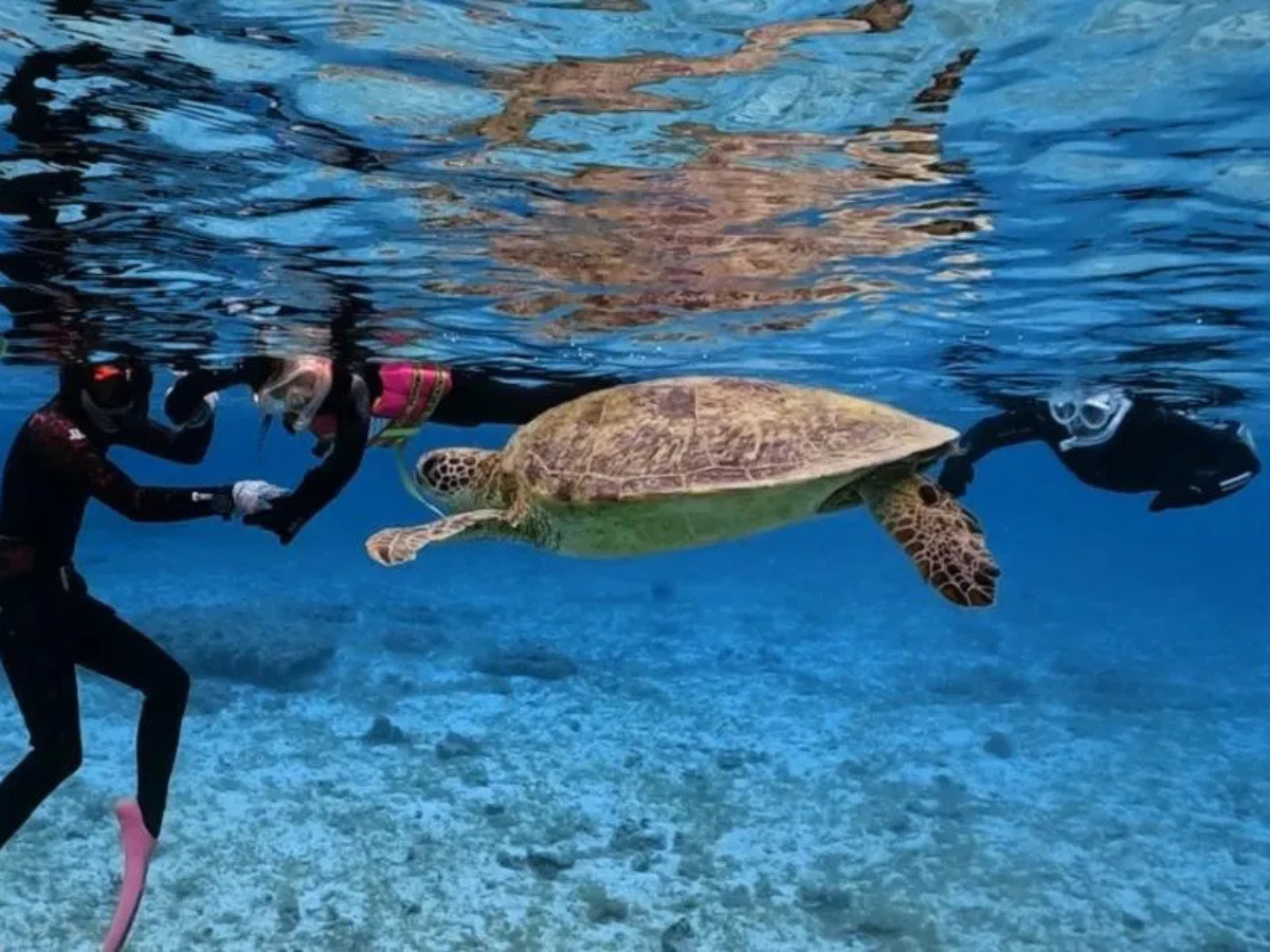 親子で海の大冒険!
1組限定の貸切ツアーでウミガメと出会う特別な体験を。泳げないお子さまも安心♪動画撮影付きで思い出もばっちり!