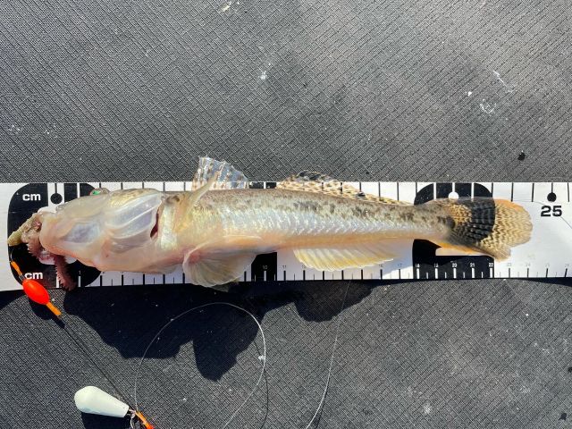 24cmマハゼ