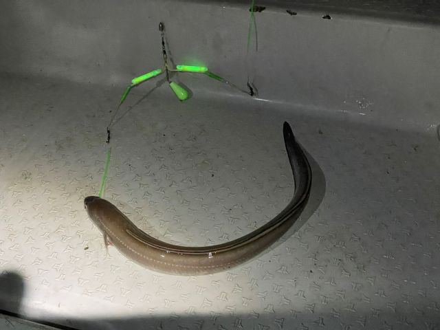 当船オリジナル仕掛けで大型のアナゴも混じります!