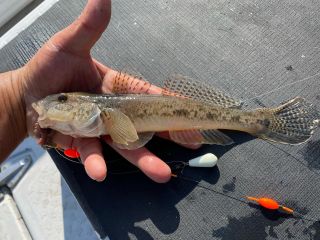 大型のマハゼも狙えます!