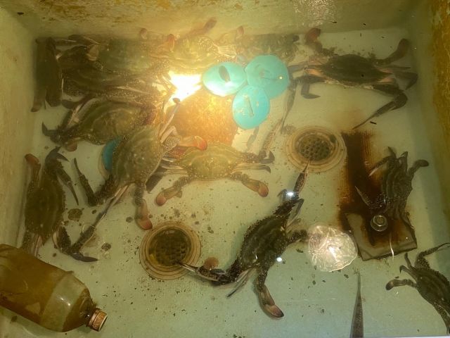 季節によってワタリガニも狙えます!