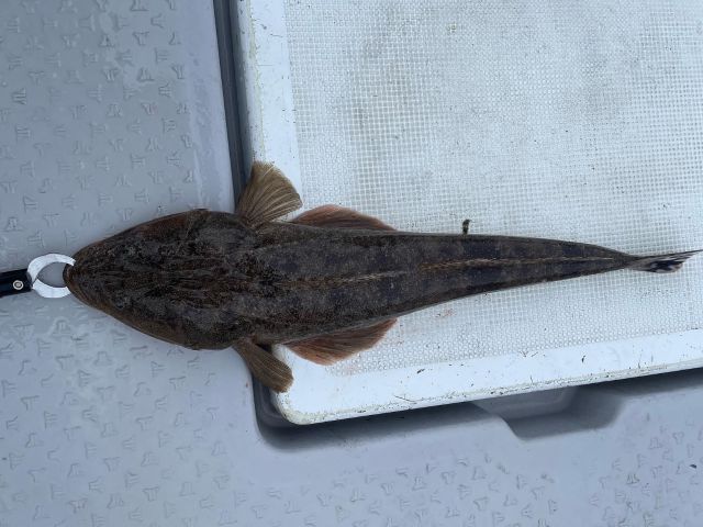 季節により、ヒラメやマゴチも釣れます!