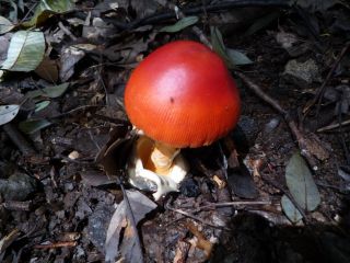 タマゴタケです♪食べられますよ!