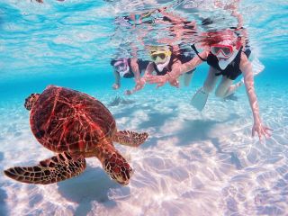 運が良ければウミガメと遭遇できるかも?!