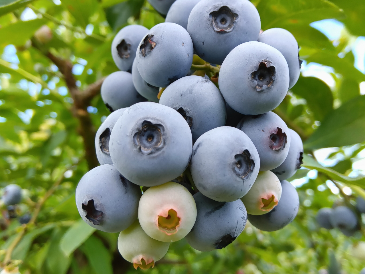 �x���[�K�[�f���̎ʐ^2