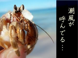 山陰の秘境・海水浴デイキャンプ